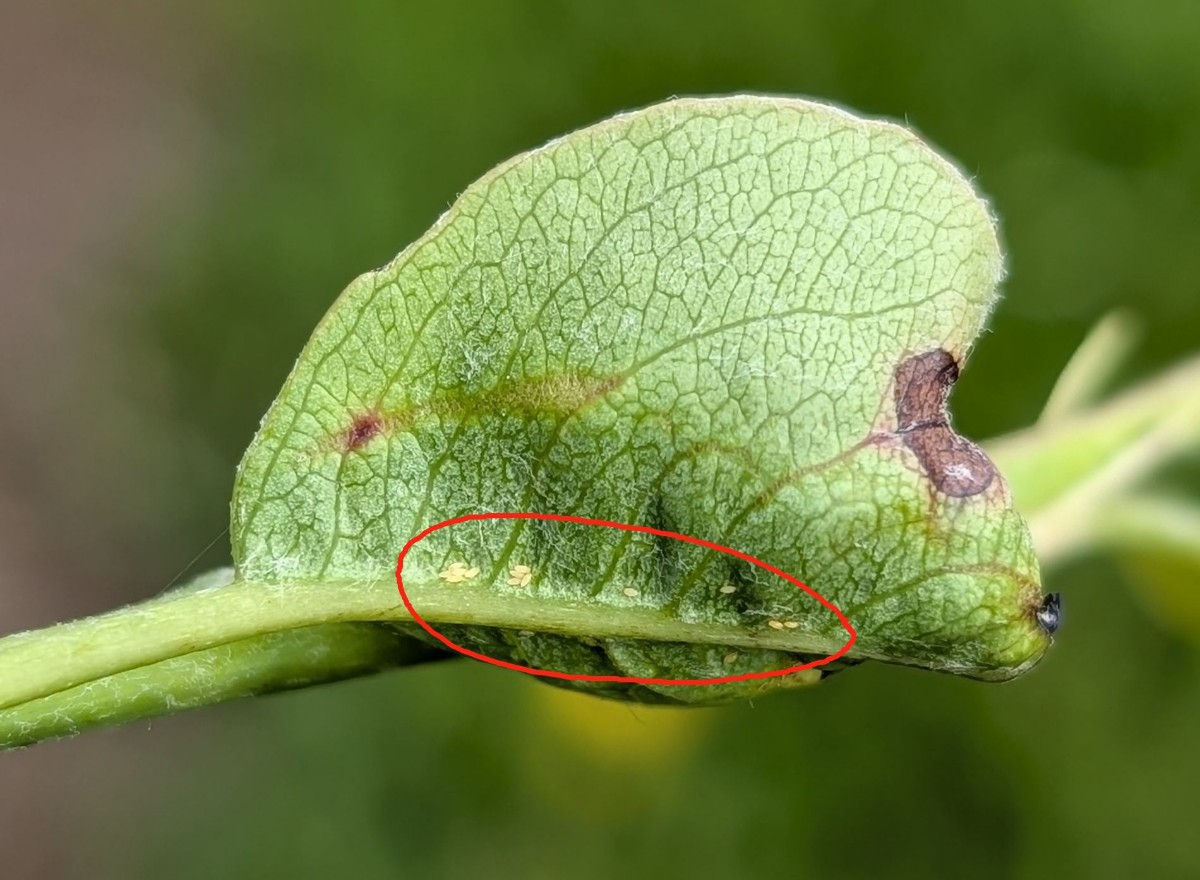 Ägg päronbladloppa