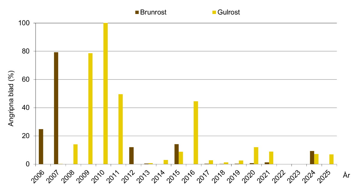 Stapeldiagram som visar slutangrepp av brun- och gulrost i rågvete 2006–2025. Medeltal för Södermanlands, Östergötlands och Örebro län.