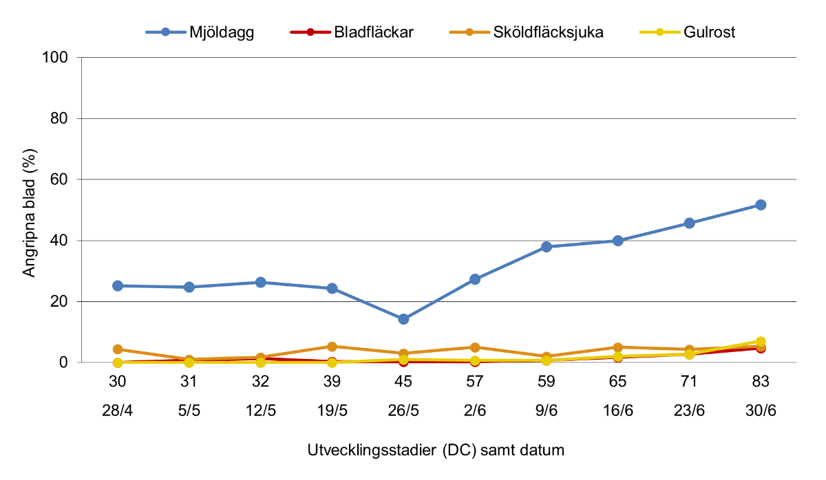 Linjediagram som visar skadegörarutveckling i rågvete 2025. Medeltal för Östergötlands och Örebro län.