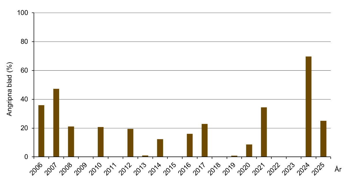 Stapeldiagram som visar slutangrepp av brunrost i råg 2006–2025. Medeltal för Södermanlands, Östergötlands och Örebro län.