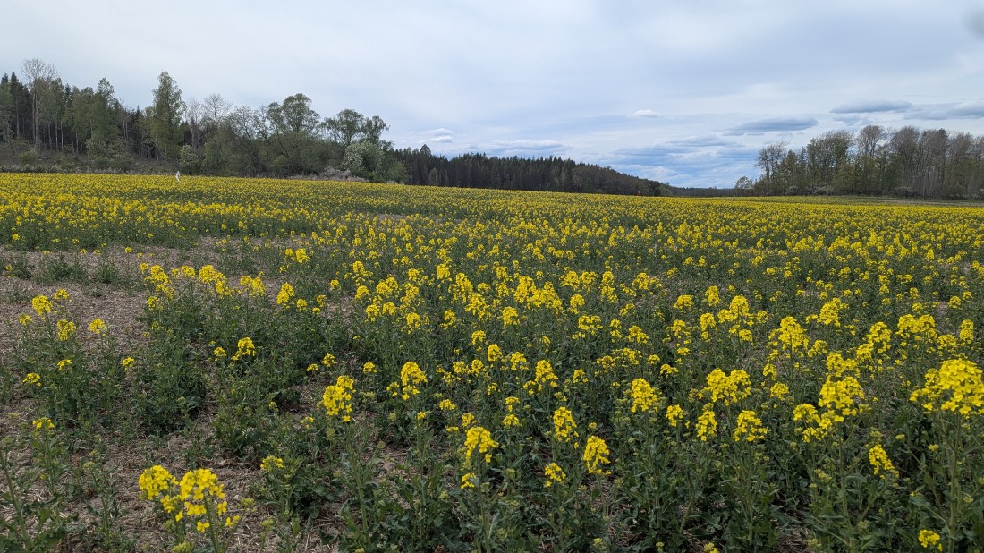 Blommande höstrapsfält.