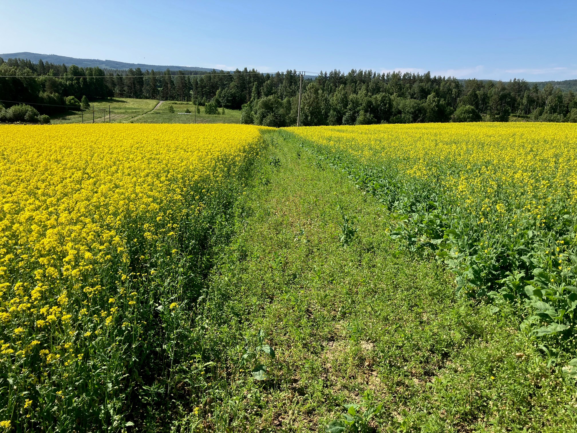 Blommande fält