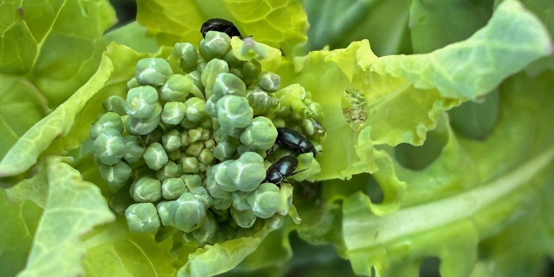 Vivel på gul rapsblomma