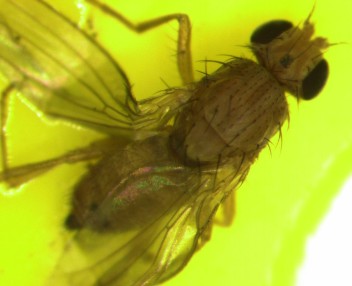 Rapsfluga