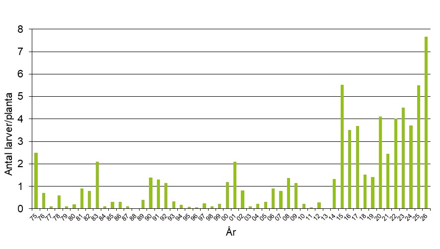 Stapeldiagram som visar antalet larver av rapsjordloppa per planta i obehandlade höstrapsfält, Skåne 1975-2026.