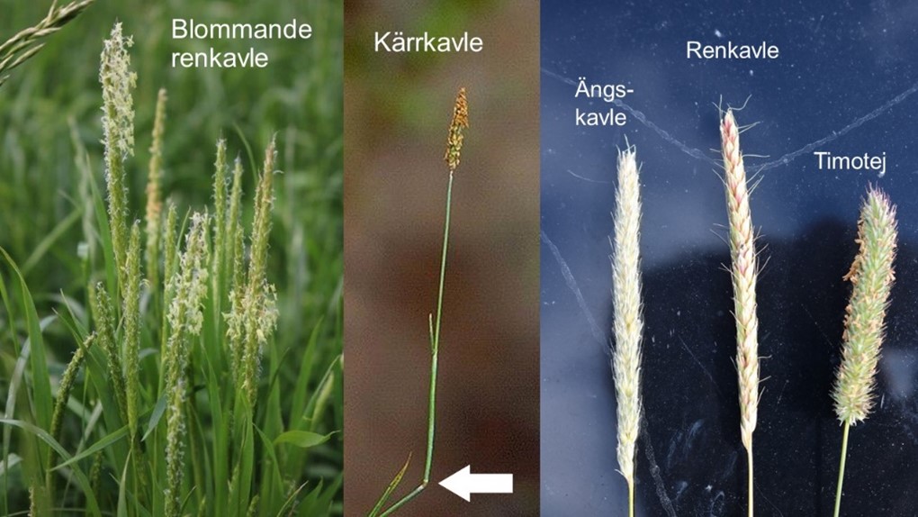 Ax av blommande renkavle, kärrkavle, ängskavle, renkavle och timotej..