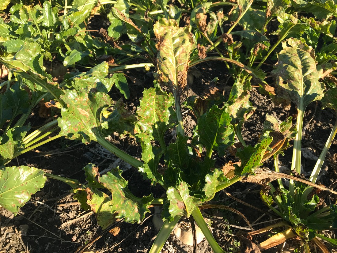 cercospora i sockerbetor