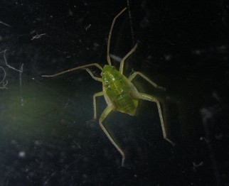 Stinkflynymf