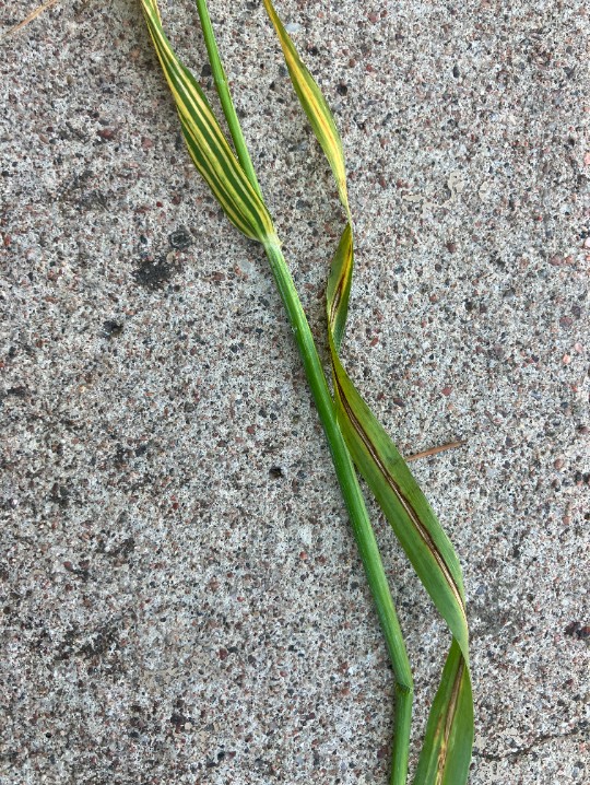 Kornplanta med strimsjuka