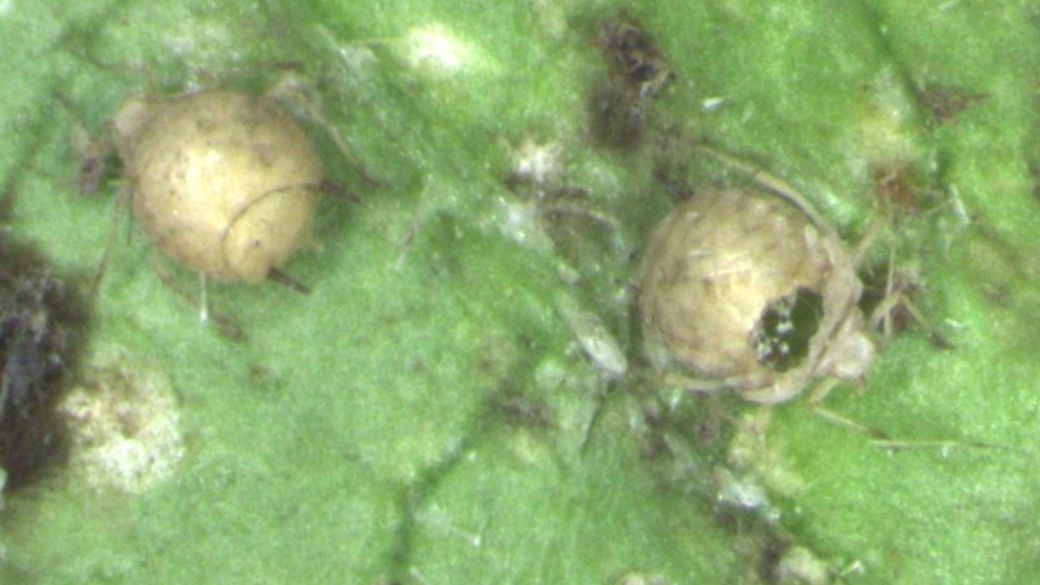 Hyperparasitoid