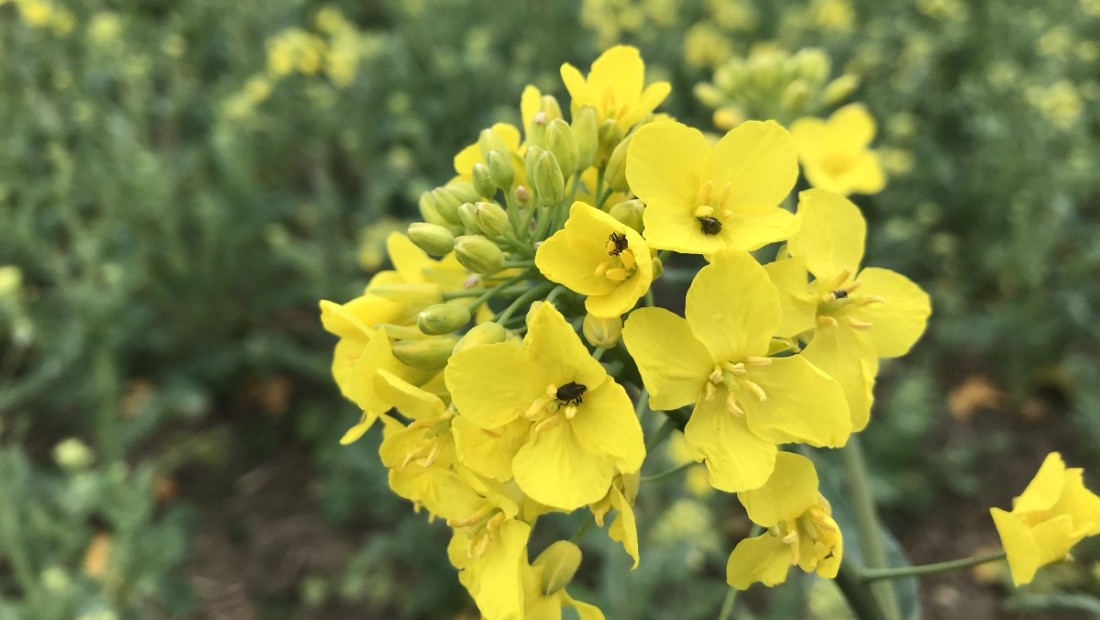 Blygrå rapsvivel på utslagna blommor i toppskott på rapsplanta.