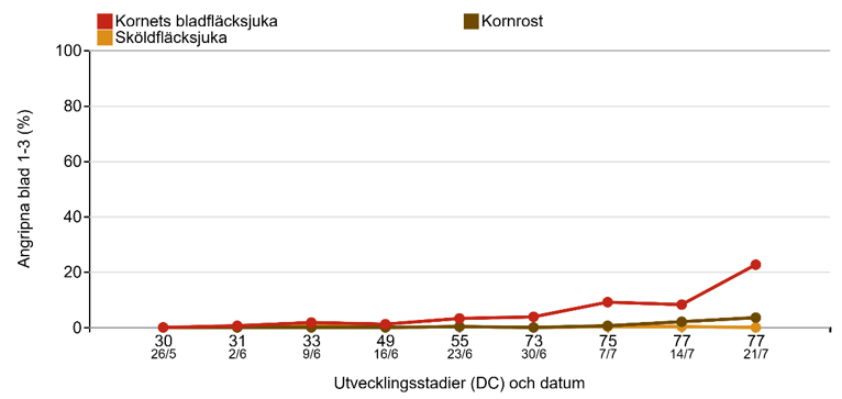 Linjediagram som visar hur kornets bladfläcksjuka, skäldfläcksjuka och kornrost har utvecklats från 26 maj till 21 juli