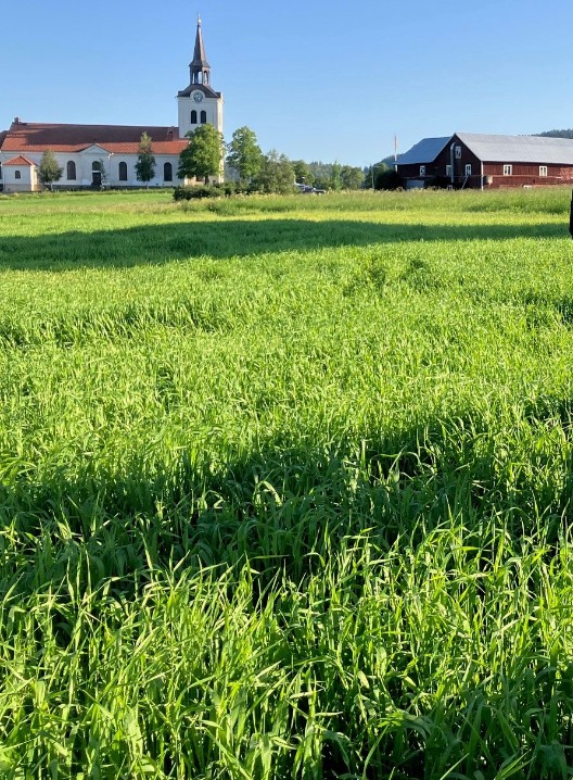 vårkorn