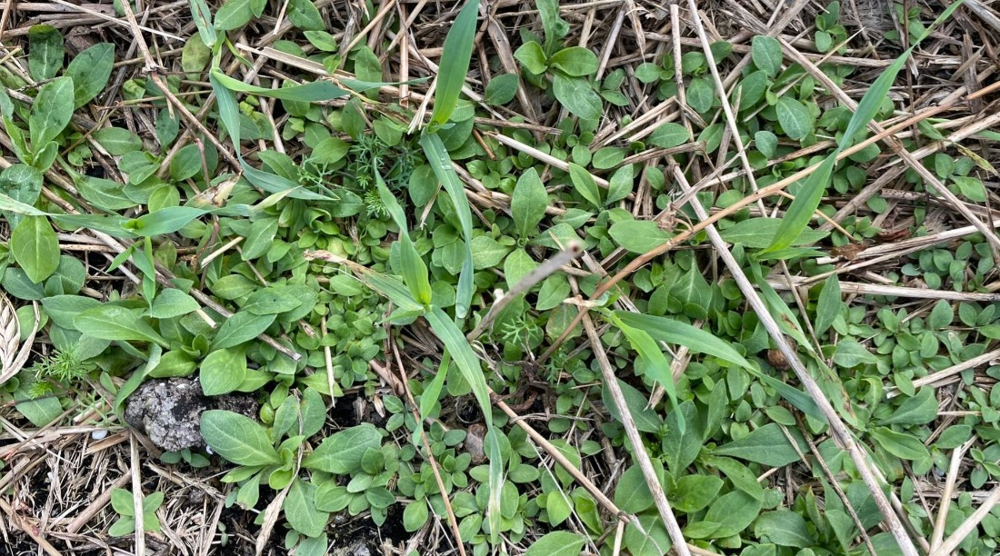 Små plantor av vitblära i stubb.